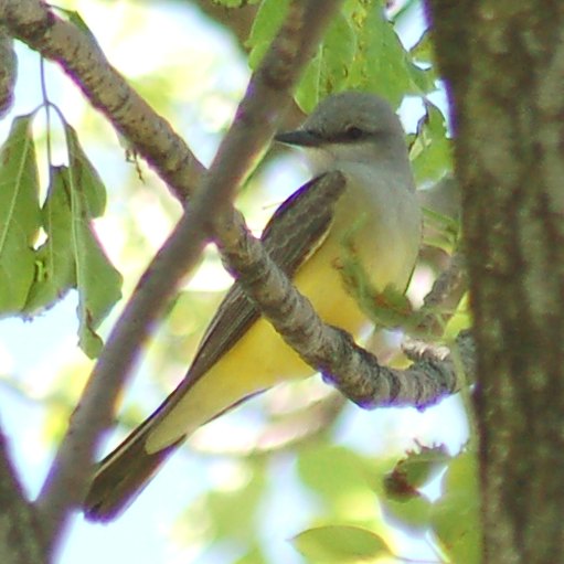 Western Kingbird photo #1