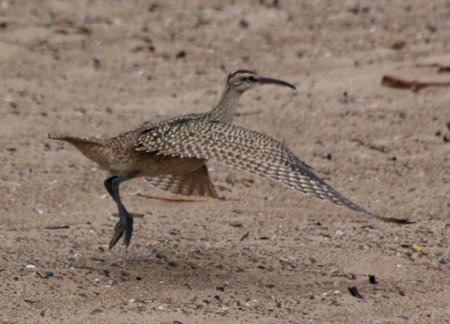 Whimbrel (juvenile)