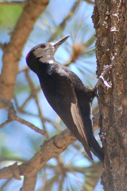 White-headed Woodpecker photo #1