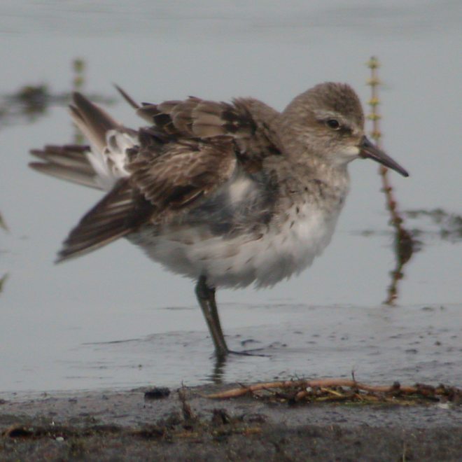 White-rumped Sandpiper Photo #2