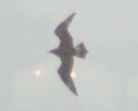 Parasitic Jaeger (1st winter) photo #3