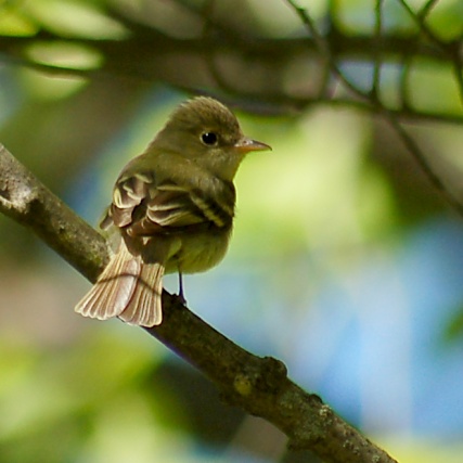 Acadian Flycatcher photo #2