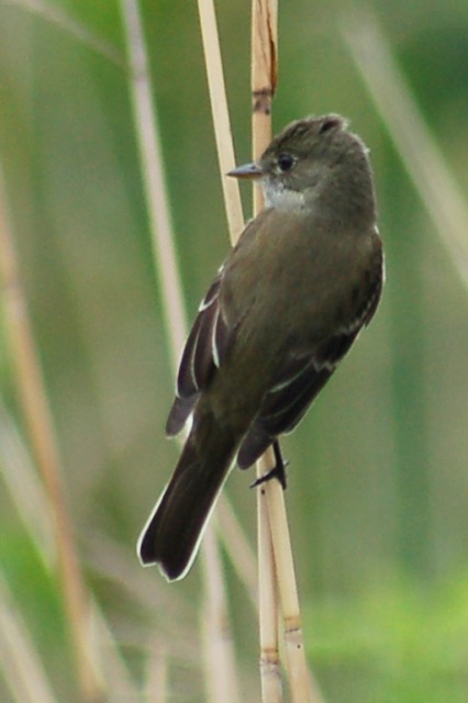 Alder Flycatcher photo #4