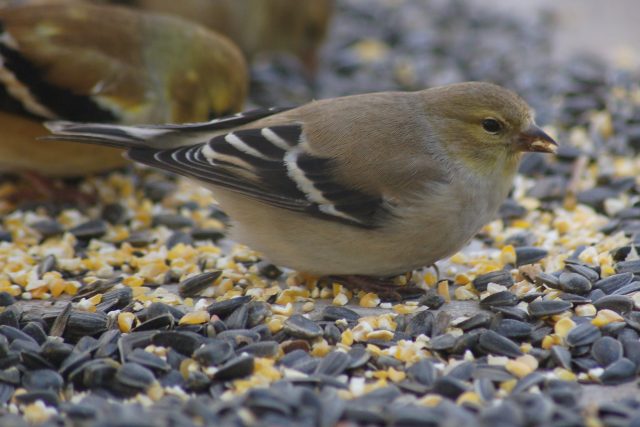 American Goldfinch  photo #6