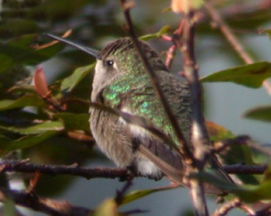 Black-chinned Hummingbird photo #3