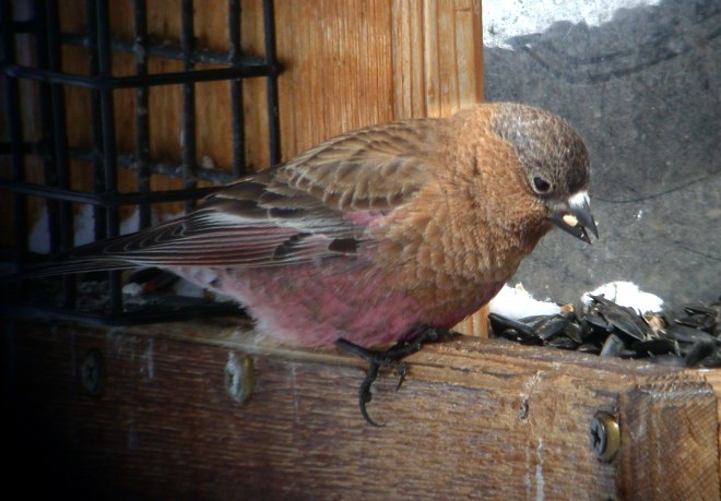 Brown-capped Rosy-finch Photo 2