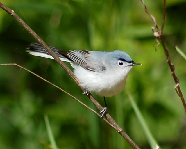 Blue-gray Gnatcatcher