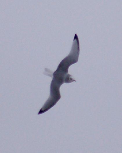 Black-legged Kittiwake photo #3
