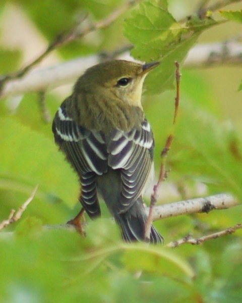 BLackpoll Warbler (Fall)