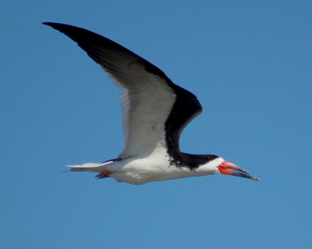 Black Skimmer photo #6