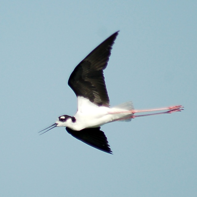 Black-necked Stilt photo #4