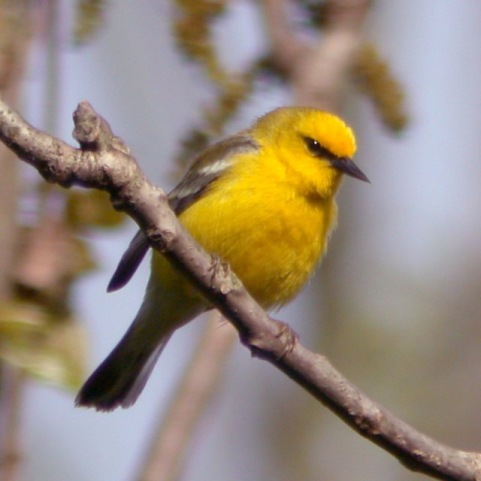 Blue-winged Warbler photo #1