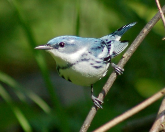 Cerulean Warbler