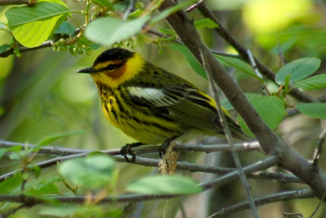 Cape May Warbler (spring male)