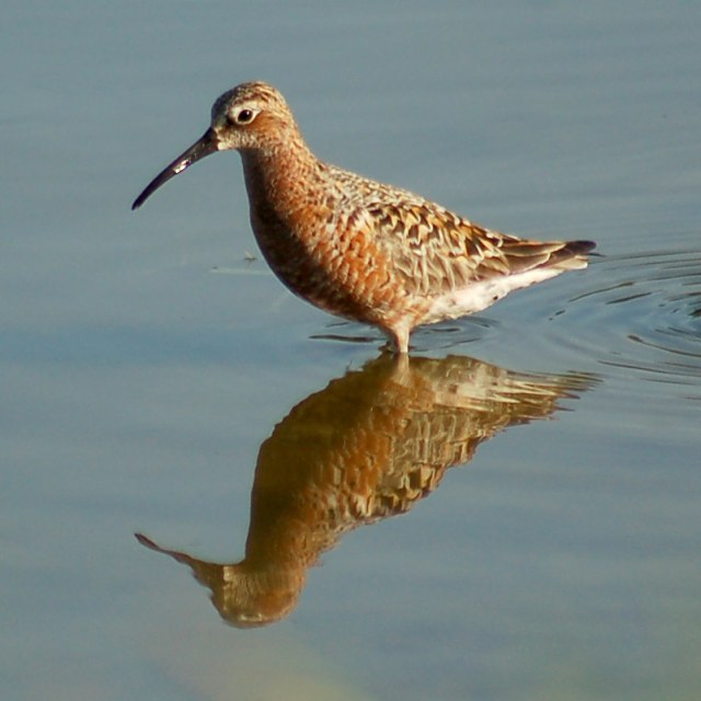 Curlew Sandpiper Photo 3