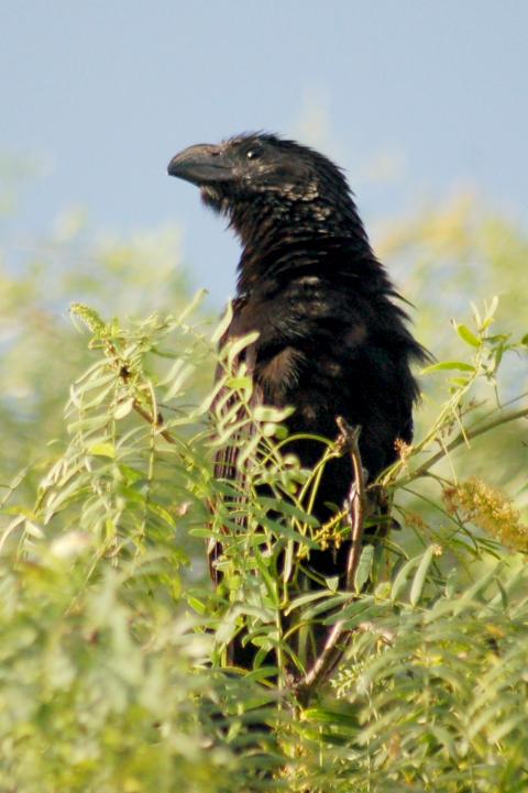 Groove-billed Ani