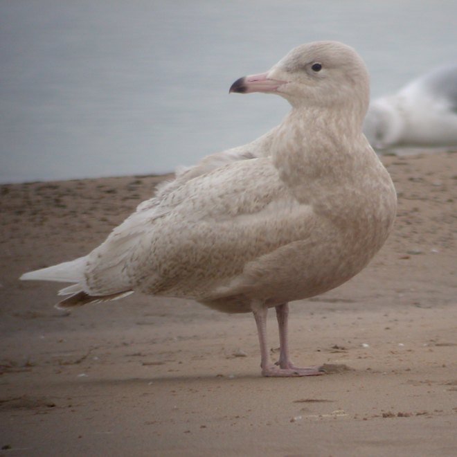 Glaucous Gull (first cycle) photo #6