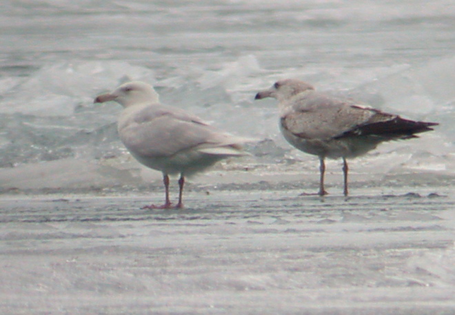 Glaucous Gull photo #1