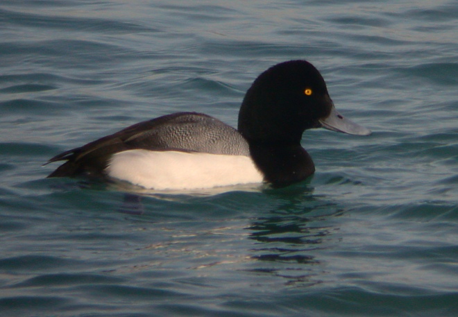 Greater Scaup Photo 1