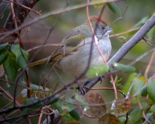 Green-tailed Towhee Photo 3