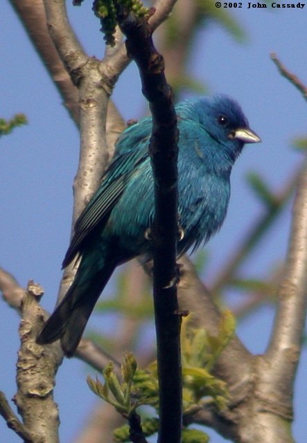 Indigo Bunting