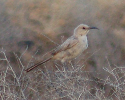 Le Conte's Thrasher photo #3