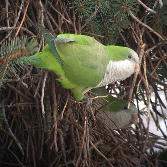 Monk Parakeet Photo 2