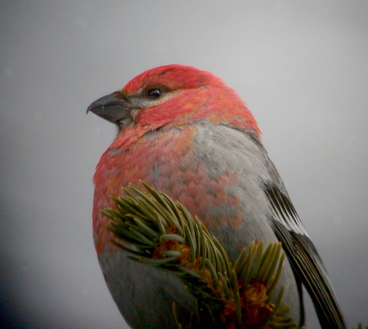 Pine Grosbeak (male) Photo 2