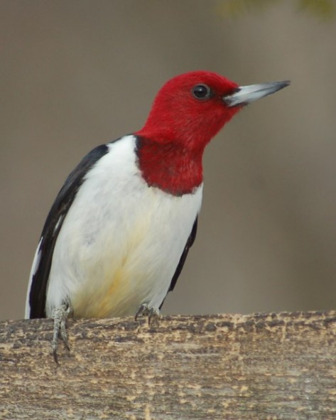 Red-headed Woodpecker photo #2