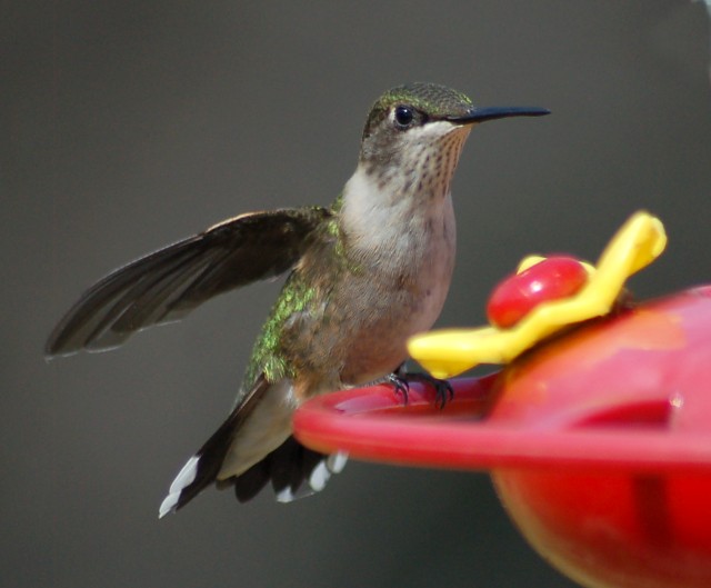 Ruby-throated Hummingbird photo #4