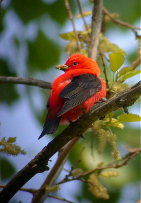 Scarlet Tanager (breeding-plumed male) Photo 1