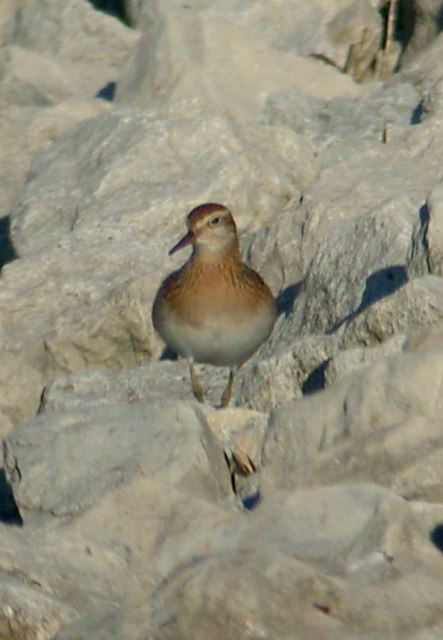 Sharp-tailed Sandpiper Photo 2