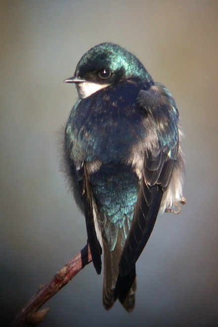 Tree Swallow photo #4
