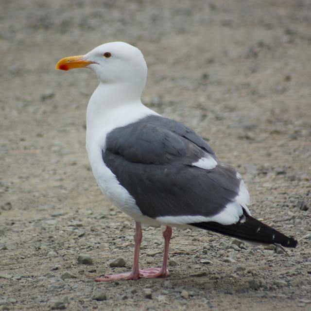 Western Gull (adult)