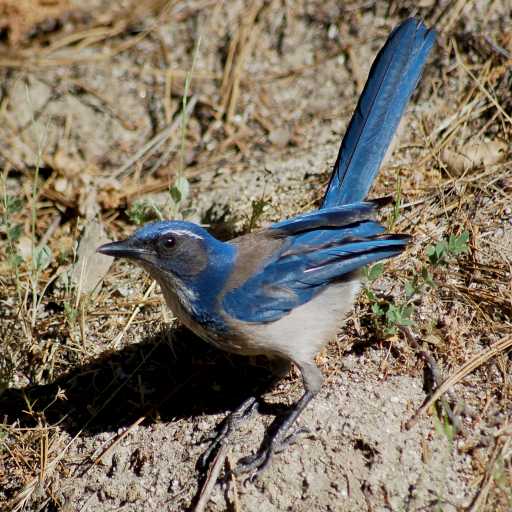 Western Scrub-Jay (Pacific form) photo #2