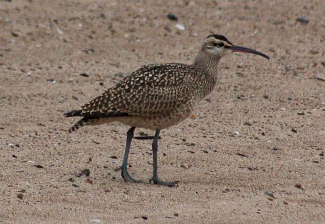 Whimbrel (juvenile)