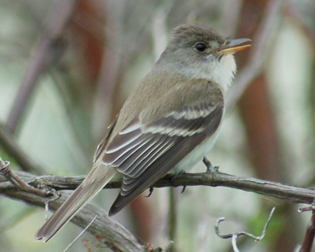 Willow Flycatcher photo #3