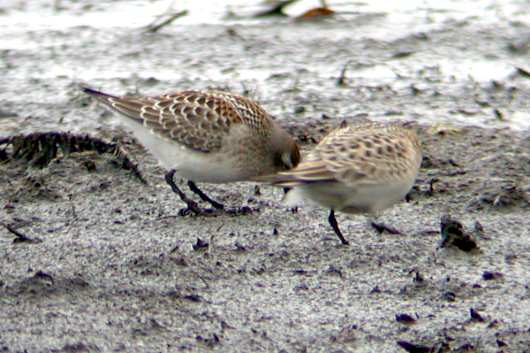White-rumped Sandpiper