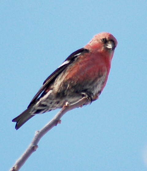 White-winged Crossbill (male) photo #2