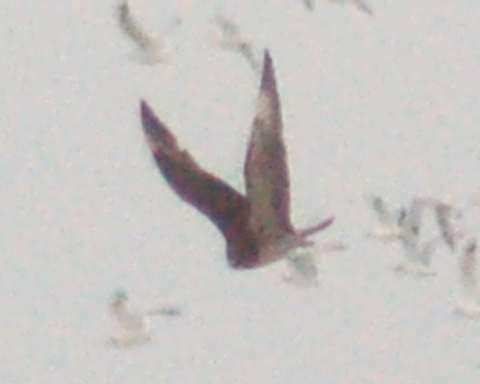 Parasitic Jaeger (1st winter) photo #4