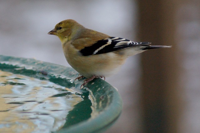 American Goldfinch  photo #7