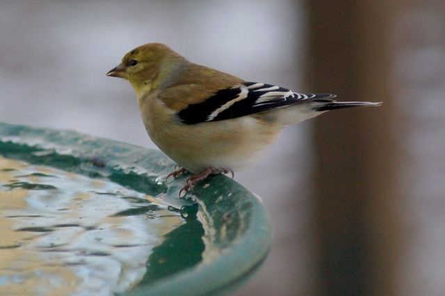 American Goldfinch  photo #6