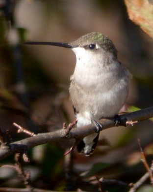 Black-chinned Hummingbird photo #2