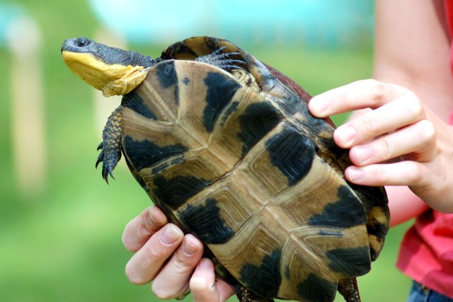 Blanding's Turtle (adult) photo #6