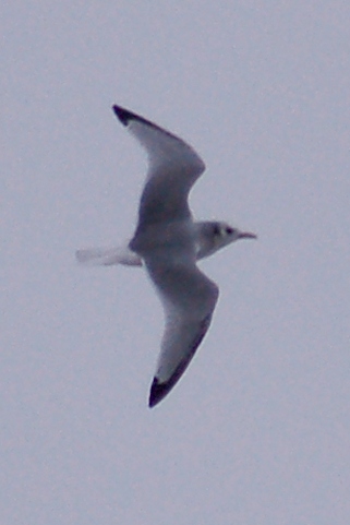 Black-legged Kittiwake photo #2