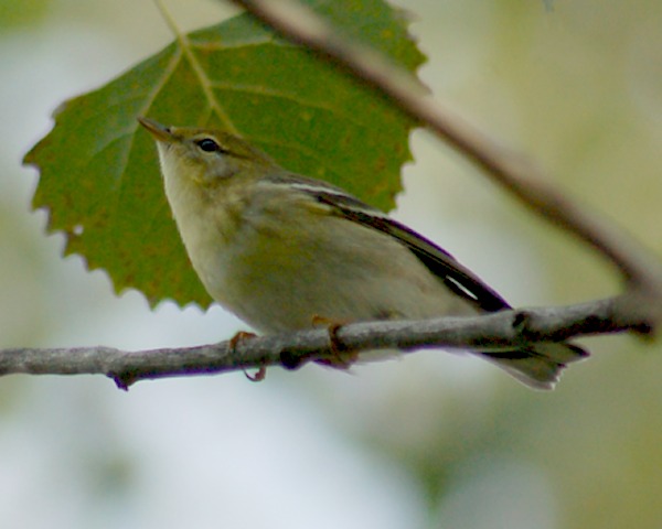BLackpoll Warbler (Fall)