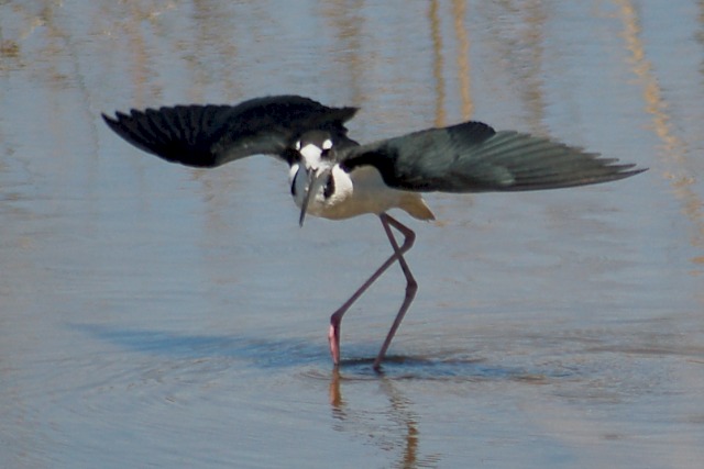 Black-necked Stilt photo #2