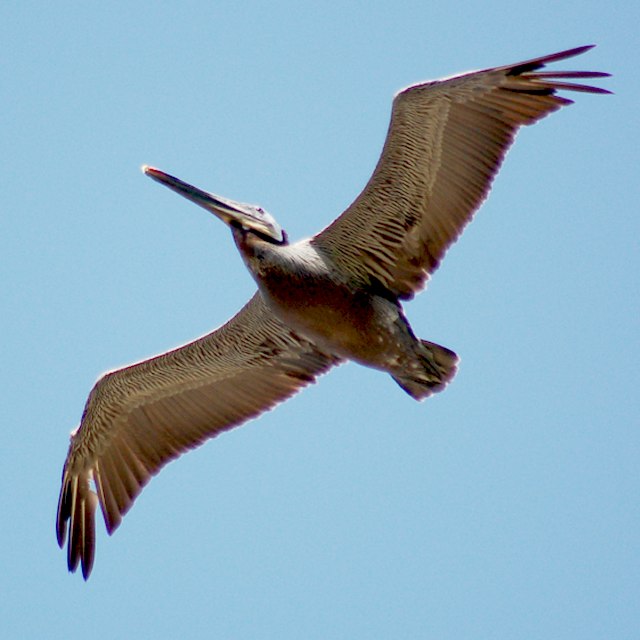 Brown Pelican