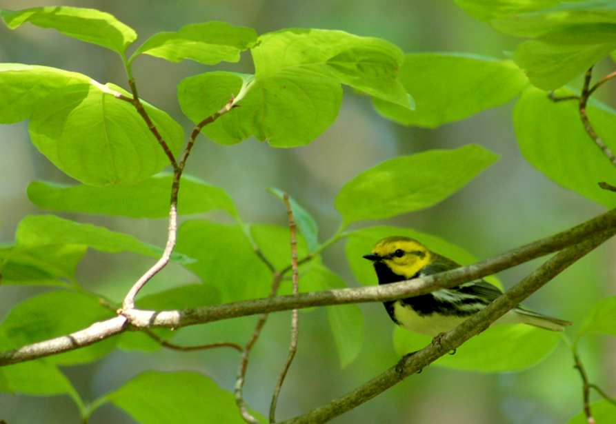 Black-throated Green Warbler photo #10