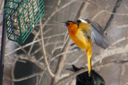 Bullock's Oriole photo #4